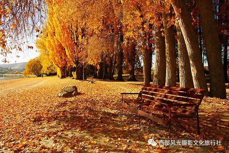救援七星瓢虫